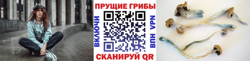 Псилоцибиновые грибы прущие грибы  гидра tor  Спас-Деменск 